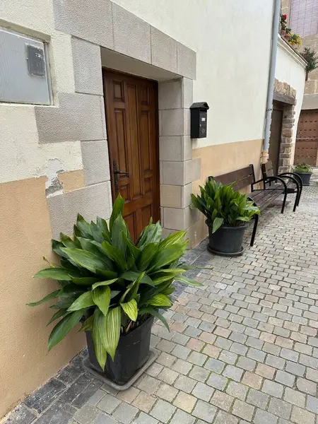 Bahçedeki bir saksının dikey çekimi.