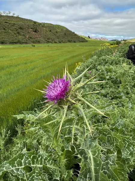 Yazın mor çiçek tarlası