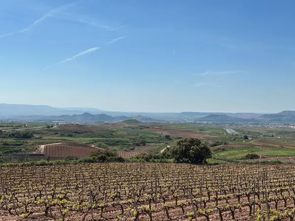 Dağlardaki üzüm bağının güzel manzarası