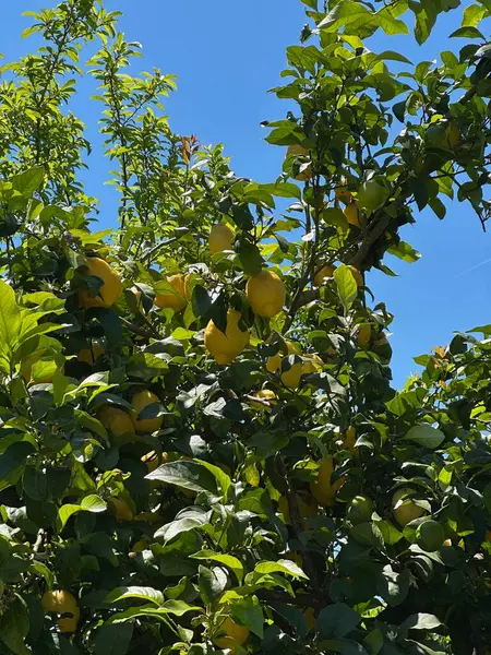 yeşil yapraklar, bitkiler ve yapraklar