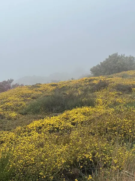 Çiçek tarlası olan güzel bir manzara