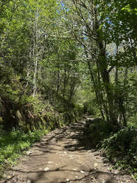 Ağaçlar ve ormanlarla dolu güzel bir manzara.