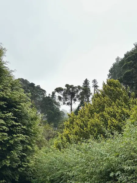 Ormanın güzel manzarası