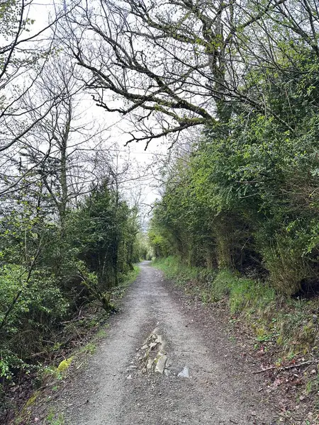 Ormandaki bir ağaçtan geçen bir patika.