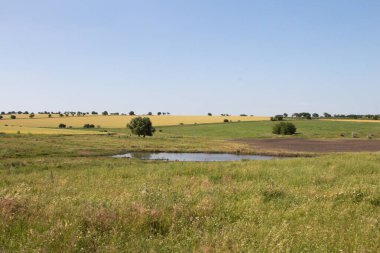 Çimenli ve ağaçlı bir tarla