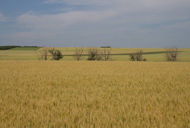 Buğday tarlası. buğday tarlası.