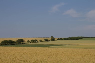 Mısır ve buğday tarlası. tarım.