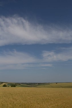 Buğday tarlaları ve tepelerin manzarası