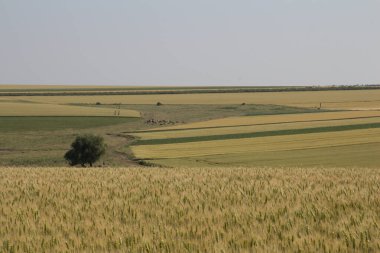 Buğday tarlası ve gökyüzü