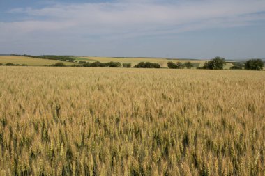 Ağustosta bir buğday tarlasının güzel manzarası.