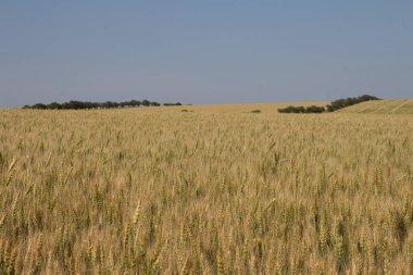 Buğday tarlası ve mavi gökyüzü. Yaz manzarası.