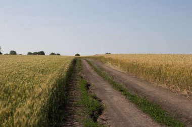 Yaz günü buğday alanında
