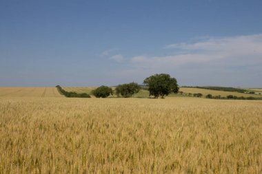 Beyaz bulutlu açık mavi gökyüzünün altında kırsal alanda güzel bir buğday tarlası manzarası.