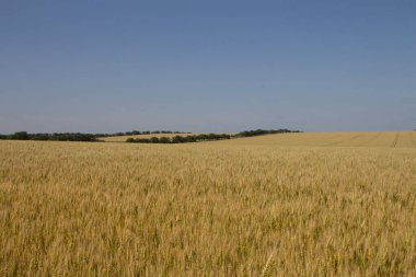 Yazın buğday tarlası ve mavi gökyüzü