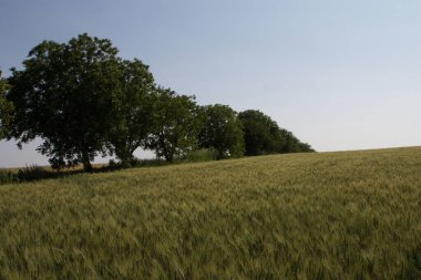 Bir buğday tarlasının güzel manzarası