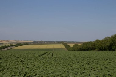 Arkaplanda yeşil ağaçlar ve mavi gökyüzü olan alan