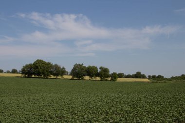 Genç ağaçlarla dolu yeşil alan