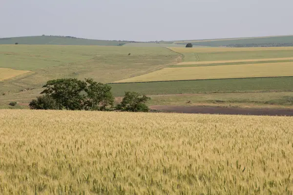 buğday ile tarım alanı