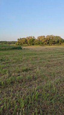 Akşamları buğday tarlası. Ziraat kavramı.