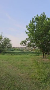 Ağaçları ve yeşil otları olan güzel bir manzara.