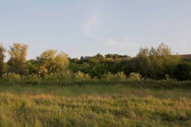 Yeşil çimenler ve mavi gökyüzü ile yaz manzarası