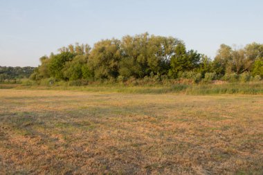 Bir sürü ağaçla dolu yeşil bir tarlanın güzel bir görüntüsü.