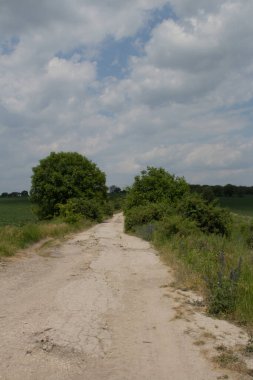 Hollanda 'daki bir ormandaki kırsal alanlara giden kırsal yolun dikey görüntüsü.