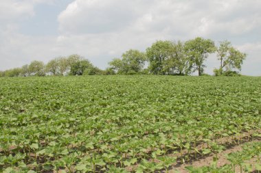 yeşil tarla ve mavi gökyüzü