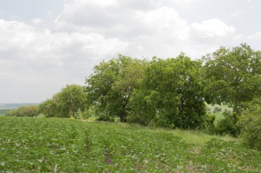 Yeşil alanlar ve ağaçlar