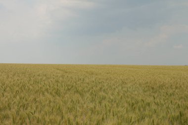 Buğday tarlası ve mavi gökyüzü