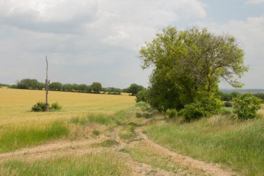 Yazın toprak yolu ve yeşil tarlaları olan kırsal alan