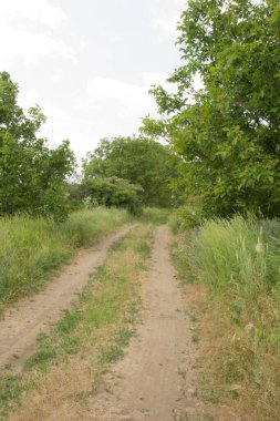 Yeşil tarlaya giden yol