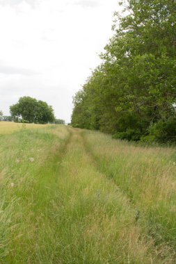 Güneşli bir günde tarlalarda güzel bir yol manzarası.