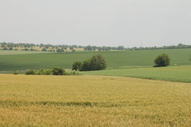 Arkasında büyük bir buğday olan yeşil alan.