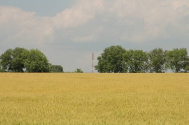 Tarlada manzara ve yeşil bir alan