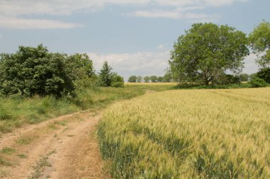 Buğday tarlası ve yol.