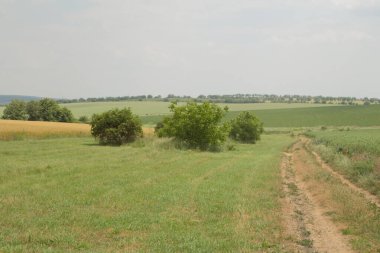 ağaçlar olan bir alana