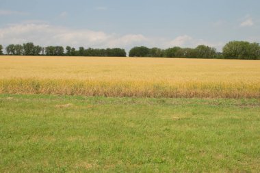 Buğday tarlası ve gökyüzü olan manzara