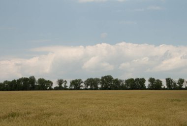 Buğday tarlasının güzel manzarası