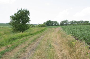 Mısır tarlası ve yol