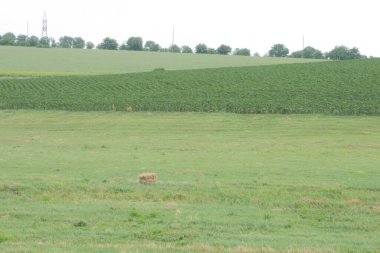 Ağaçlı çimen tarlası