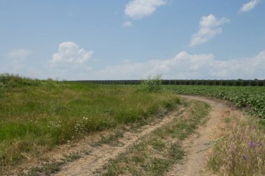 Yazın bir tarlada yol.