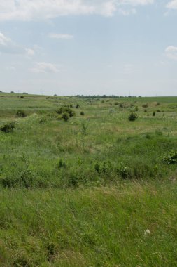Yeşil Çimen ve Mavi Gökyüzü