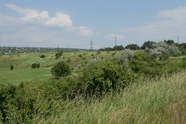 Yeşil tarlalı manzara ve mavi gökyüzünün arka planında küçük bir ağaç