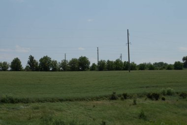 Büyük yeşil çimenlerin olduğu bir tarla.