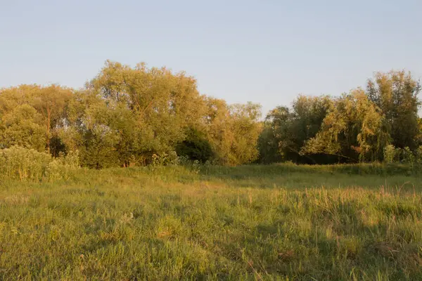 Bir sürü ağacı olan bir yaz tarlası.