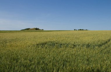 Mavi gökyüzü olan bir tarla
