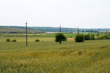 Büyük bir buğday tarlası olan kırsal alan