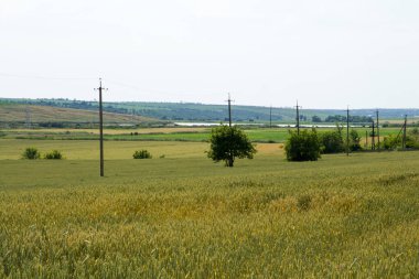Yeşil buğday ve mavi gökyüzü.