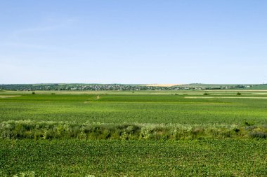 Yazın yeşil buğday tarlaları
